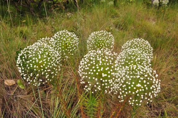 Sempre-Vivas ao lado do Rio da Prata, região de São Félix do Tocantins, no Jalapão - TO